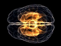 /album/incae-peru/brain-executive-jpg2/